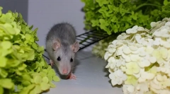 Decât hrănirea șobolanului de casă, care mănâncă șobolan decorativ